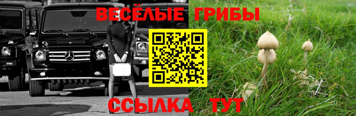 Псилоцибиновые грибы Psilocybe  Дмитров 