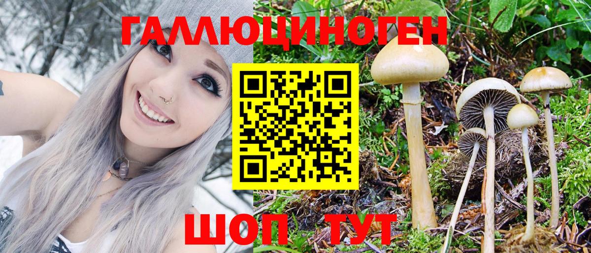 Дмитров  Псилоцибиновые грибы Psilocybe  Вход с VPN 